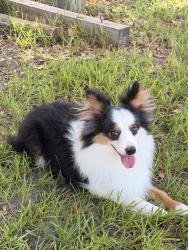 Lost Male Dog last seen C R 478 near Oak Alley Resort, Webster, FL 33597
