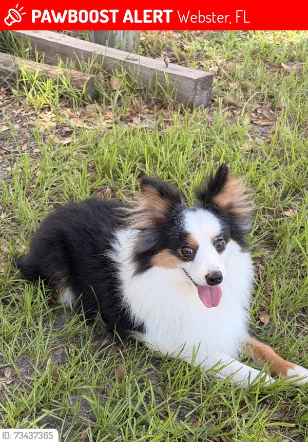 Lost Male Dog last seen C R 478 near Oak Alley Resort, Webster, FL 33597