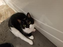 Lost Female Cat last seen Ellice Ave., Winnipeg, MB 