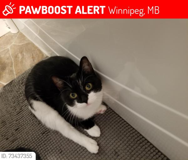 Lost Female Cat last seen Ellice Ave., Winnipeg, MB 