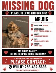 Lost Male Dog last seen 35th, Tuscaloosa, AL 35401
