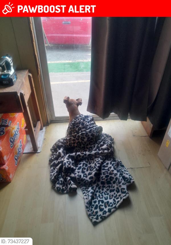 Lost Female Dog last seen Union Road and cienaga road, San Benito County, CA 95023