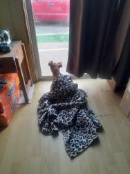 Lost Female Dog last seen Union Road and cienaga road, San Benito County, CA 95023