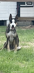 Found/Stray Male Dog last seen Creek gate rd, Montgomery County, TX 77385