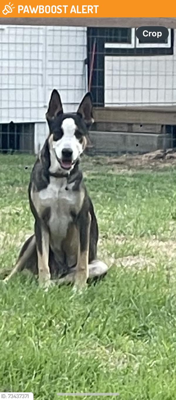 Found/Stray Male Dog last seen Creek gate rd, Montgomery County, TX 77385