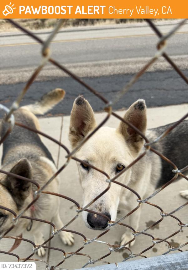 Found/Stray Male Dog last seen Near Avenida San Timoteo, Cherry Valley, CA 92223