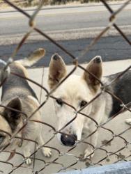 Found/Stray Male Dog last seen Near Avenida San Timoteo, Cherry Valley, CA 92223