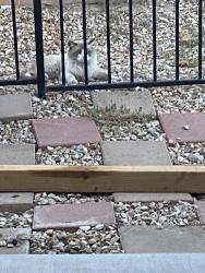 Found/Stray Unknown Cat last seen Puebla street and alexander, Las Vegas, NV 89115