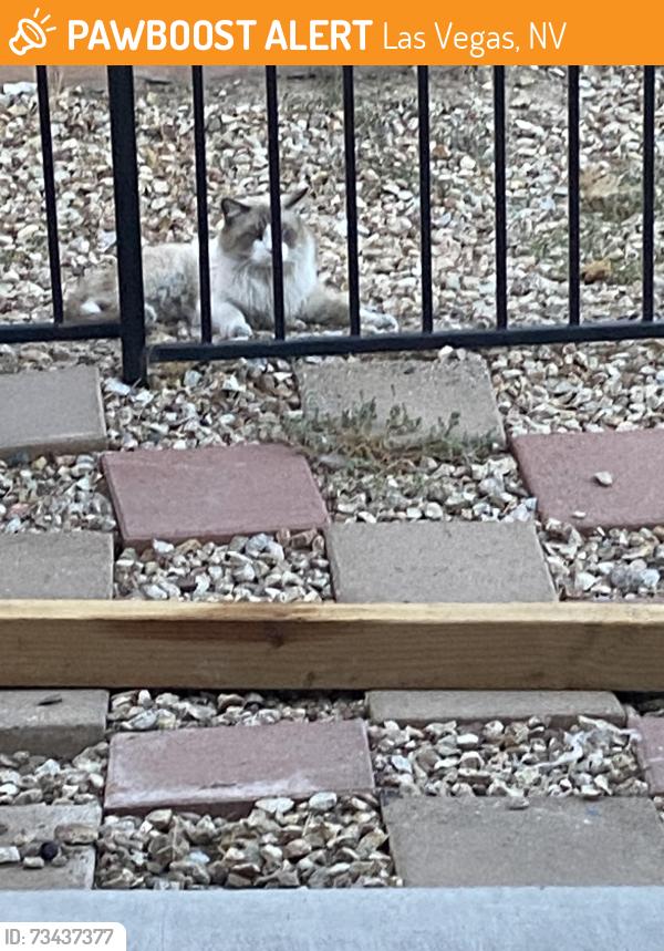 Found/Stray Unknown Cat last seen Puebla street and alexander, Las Vegas, NV 89115