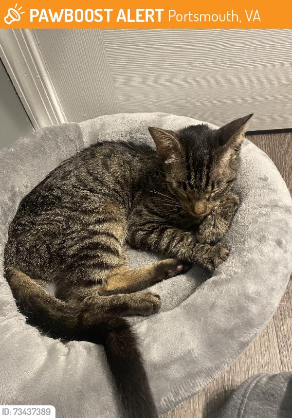 Found/Stray Unknown Cat last seen Churchland Blvd & Towne Point Rd, Portsmouth, VA 23703