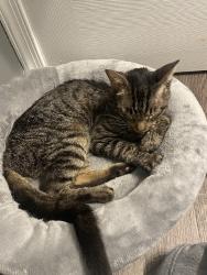 Found/Stray Unknown Cat last seen Churchland Blvd & Towne Point Rd, Portsmouth, VA 23703