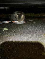 Found/Stray Unknown Cat last seen Carpenter and Madison Ave, Hartford, CT 06106