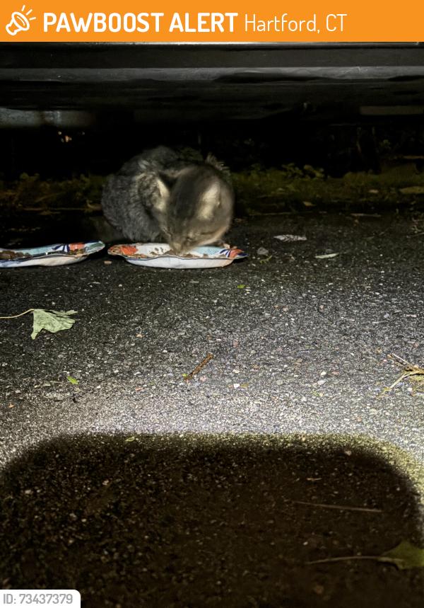 Found/Stray Unknown Cat last seen Carpenter and Madison Ave, Hartford, CT 06106