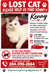 Lost Male Cat last seen Garden City, Winnipeg, MB 