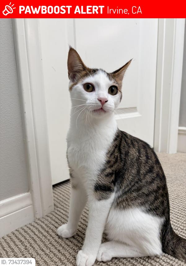 Lost Male Cat last seen Near Sedgewick, Irvine, CA 92620
