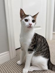 Lost Male Cat last seen Near Sedgewick, Irvine, CA 92620