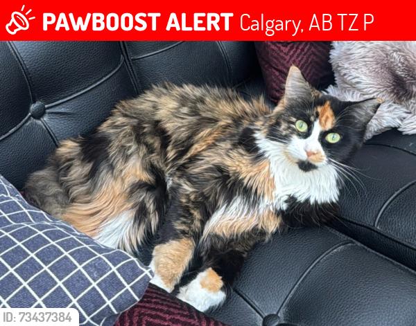 Lost Female Cat last seen Near copperstone close se, Calgary, AB T2Z 0P5