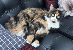Lost Female Cat last seen Near copperstone close se, Calgary, AB T2Z 0P5