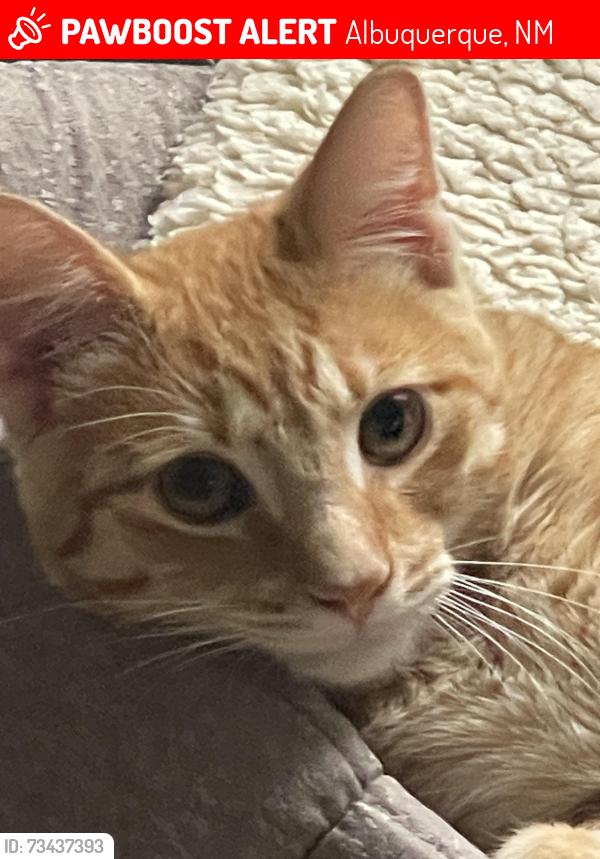 Lost Male Cat last seen Wagon Train Rd in Four Hills, Albuquerque, NM 87123