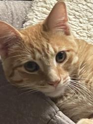 Lost Male Cat last seen Wagon Train Rd in Four Hills, Albuquerque, NM 87123