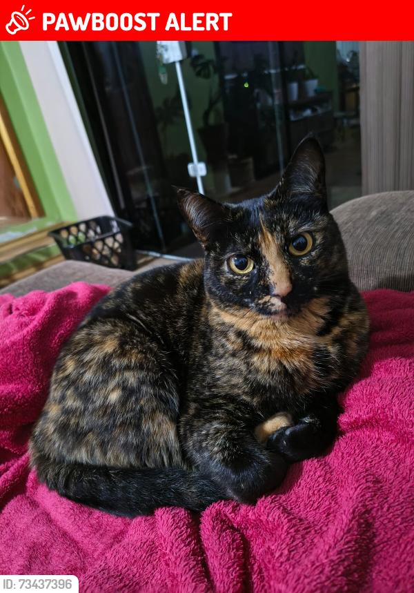 Lost Female Cat last seen Rua Visconde de baraúna em frente ao condomínio Fontana Di Trevi, Jardim Carvalho, PR 84016-300