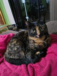 Lost Female Cat last seen Rua Visconde de baraúna em frente ao condomínio Fontana Di Trevi, Jardim Carvalho, PR 84016-300