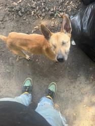 Reunited Female Dog last seen Kelton St and Bowling Green, Houston, TX 77033