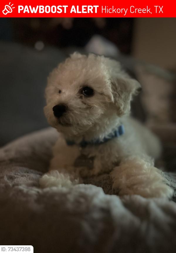 Lost Male Dog last seen Teasley Ln by Kroger, Hickory Creek, TX 75065