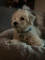 Lost Male Dog last seen Teasley Ln by Kroger, Hickory Creek, TX 75065