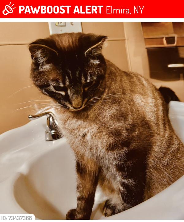 Lost Male Cat last seen On Caldwell Ave between Spaulding and Faulk, Elmira, Elmira, NY 14904