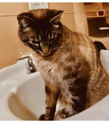 Lost Male Cat last seen On Caldwell Ave between Spaulding and Faulk, Elmira, Elmira, NY 14904