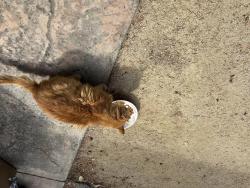 Found/Stray Male Cat last seen Hurlbut and Joyce Dr, Sonoma County, CA 95472