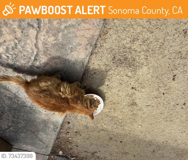 Found/Stray Male Cat last seen Hurlbut and Joyce Dr, Sonoma County, CA 95472