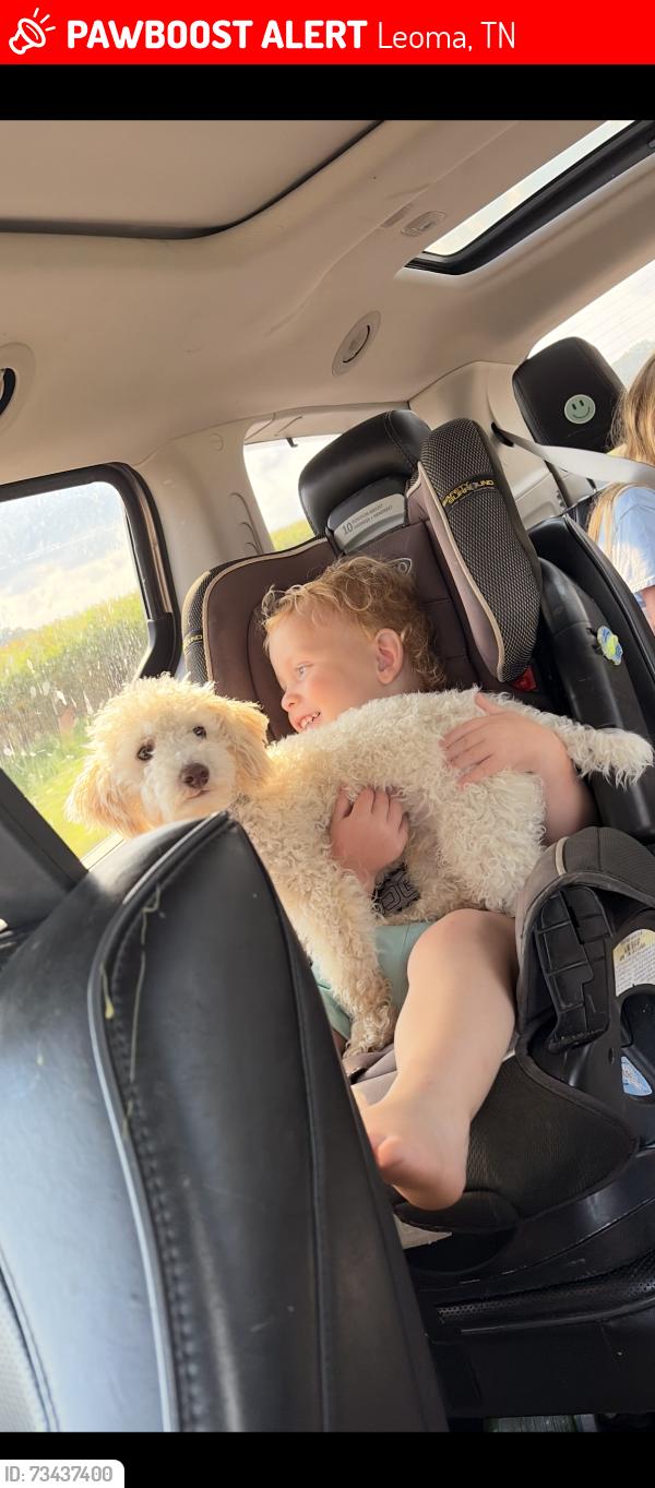 Lost Male Dog last seen Kelton Rd Leoma TN, Leoma, TN 38468