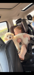 Lost Male Dog last seen Kelton Rd Leoma TN, Leoma, TN 38468