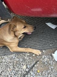 Lost Male Dog last seen Elm Street Elementary, Rome, GA 30165