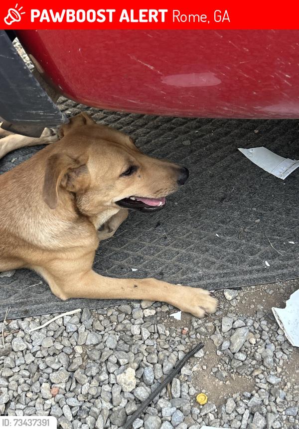 Lost Male Dog last seen Elm Street Elementary, Rome, GA 30165