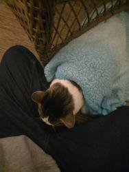 Reunited Male Cat last seen Bradenton, Bradenton, FL 34203