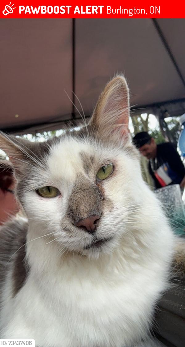 Lost Male Cat last seen Leighland park Burlington on, Burlington, ON 