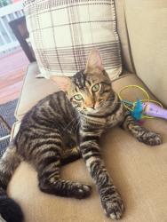 Found/Stray Male Cat last seen Mercer Ave, Wilmington, NC 28403
