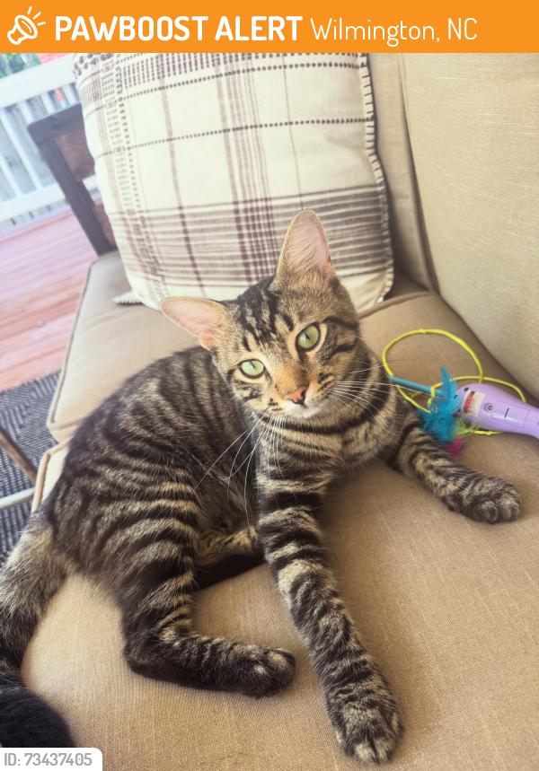 Found/Stray Male Cat last seen Mercer Ave, Wilmington, NC 28403