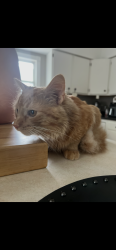 Reunited Male Cat last seen Near Center Street; Crystal Lake, IL 60014, Crystal Lake, IL 60014