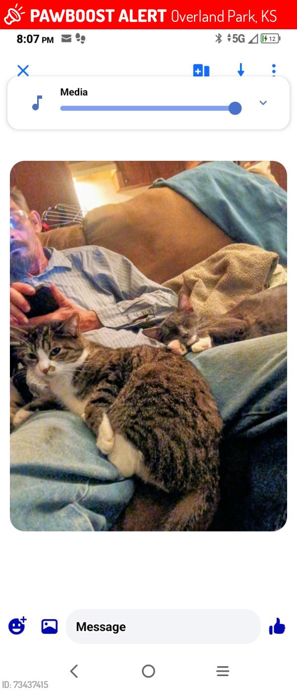 Lost Female Cat last seen 95th and switzer, Overland Park, KS 66214