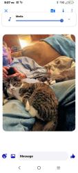Lost Female Cat last seen 95th and switzer, Overland Park, KS 66214