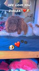 Lost Male Dog last seen Earl and Spencer street, Torrance, CA 90503
