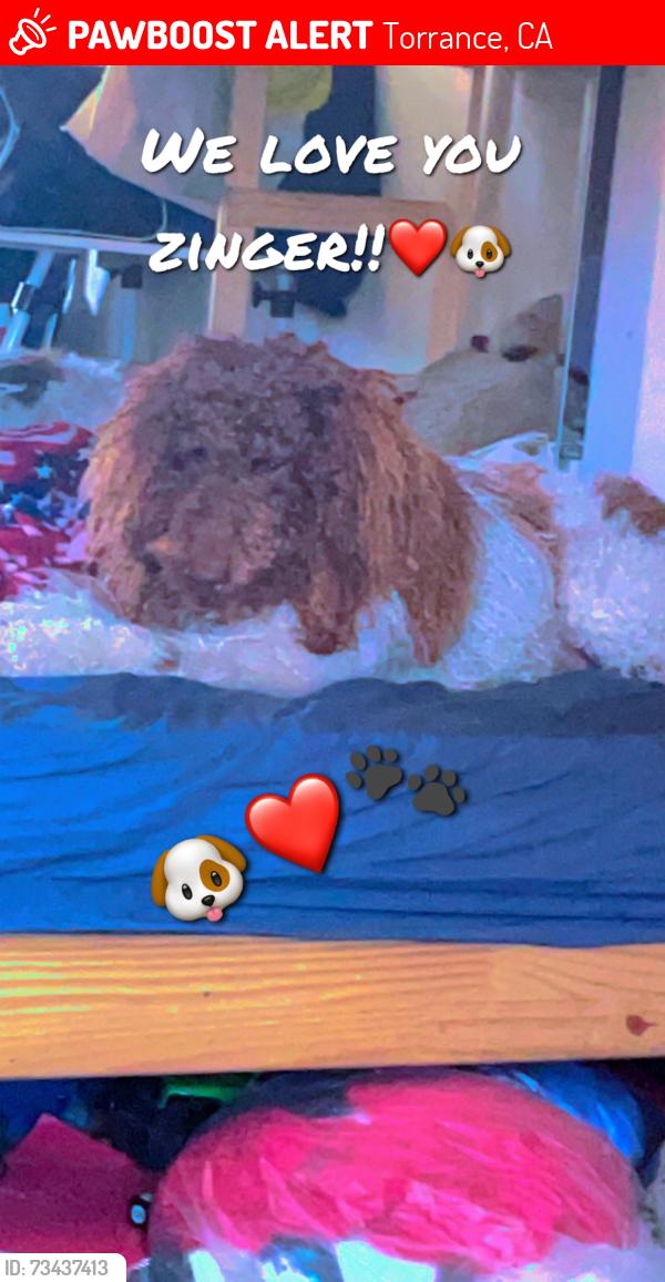 Lost Male Dog last seen Earl and Spencer street, Torrance, CA 90503