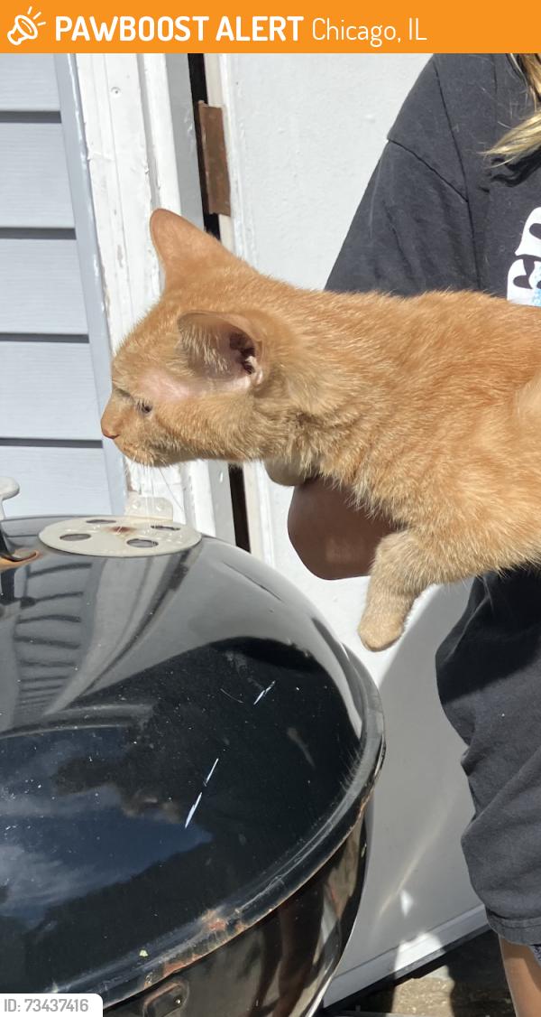 Found/Stray Unknown Cat last seen Lamon / Fletcher, Chicago, IL 60641