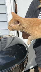 Found/Stray Unknown Cat last seen Lamon / Fletcher, Chicago, IL 60641