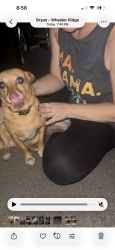 Reunited Female Dog last seen Broad Oak and Meadowbrook, Bryan, TX 77802