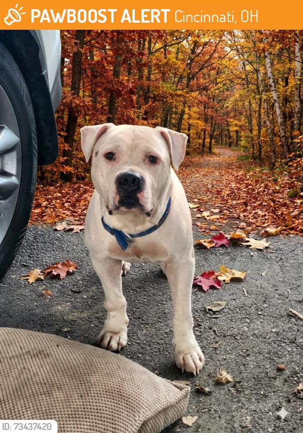 Found/Stray Male Dog last seen Crest and Buell, Cincinnati, OH 45251